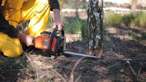 Best Tree Mulching  in , GA