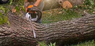 Best Emergency Tree Removal  in , GA
