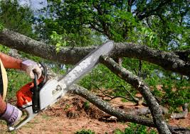 Best Lawn Disease Treatment  in , GA