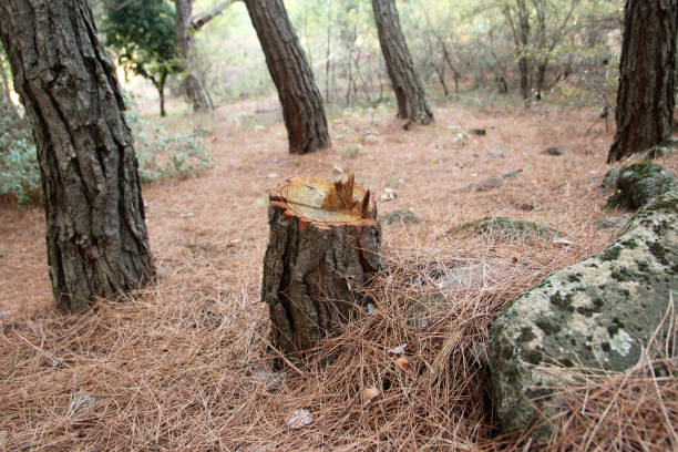 Best Commercial Tree Services  in , GA