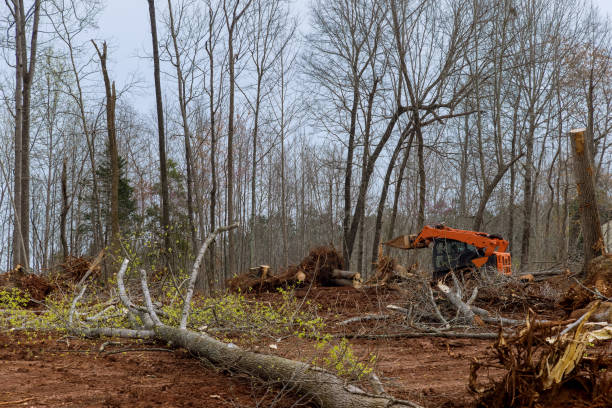 Best Tree Removal  in , GA