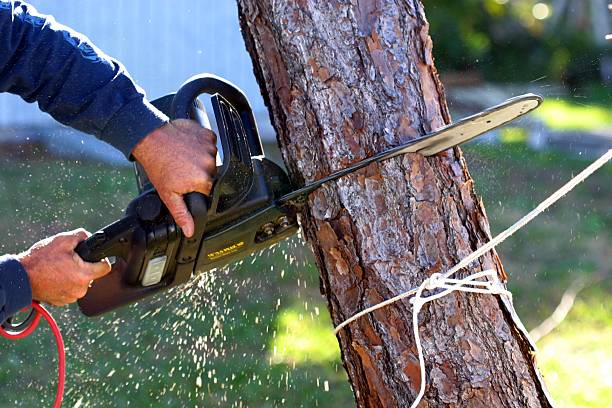 Best Lawn Renovation and Restoration  in , GA
