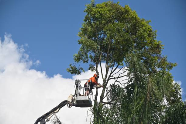 Best Leaf Removal  in , GA