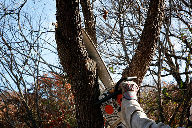 Best Pest Control for Lawns  in , GA