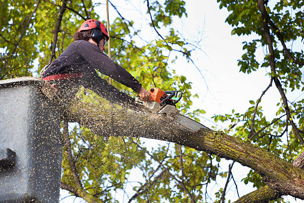 Best Lawn Pest Prevention  in , GA