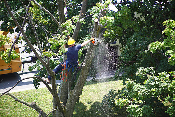 Best Hazardous Tree Removal  in , GA