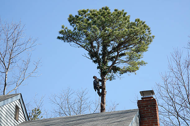 Best Hedge Trimming  in , GA