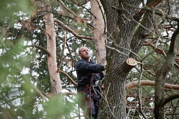 Best Fruit Tree Pruning  in , GA
