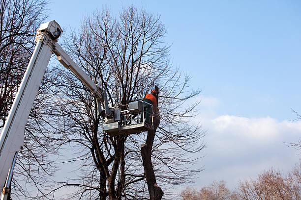 Best Stump Grinding and Removal  in , GA