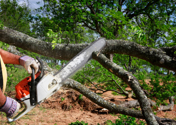 Best Storm Damage Tree Cleanup  in , GA