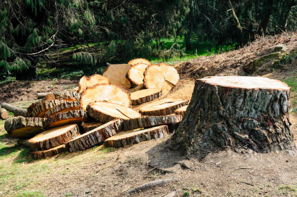 Best Tree Health Inspection  in , GA